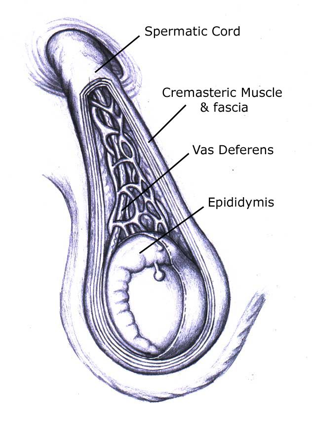 Diagram of the spermatic cord