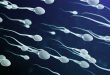 Sperm travelling close up 3D illustration