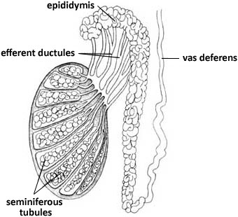 Testicle and epididymis diagram